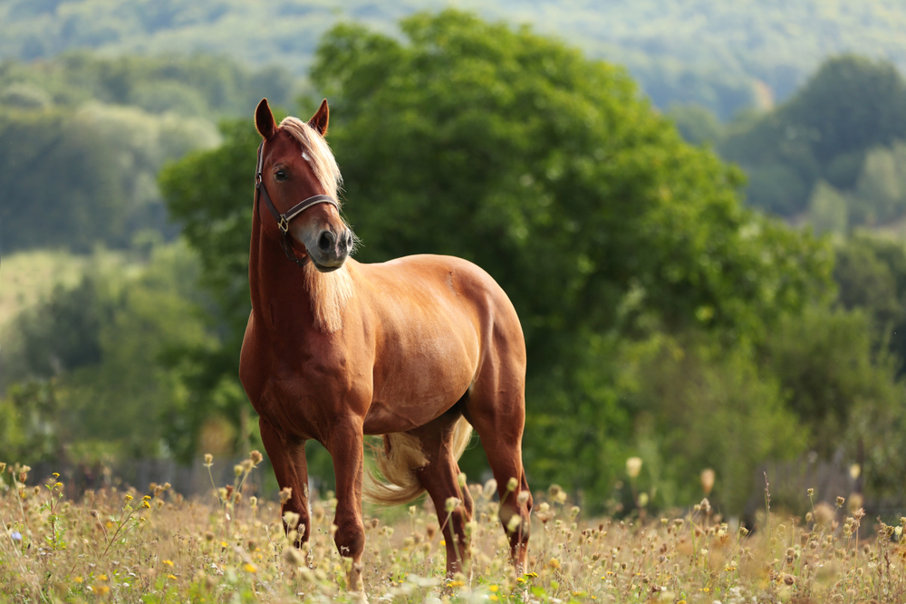 Equine Services